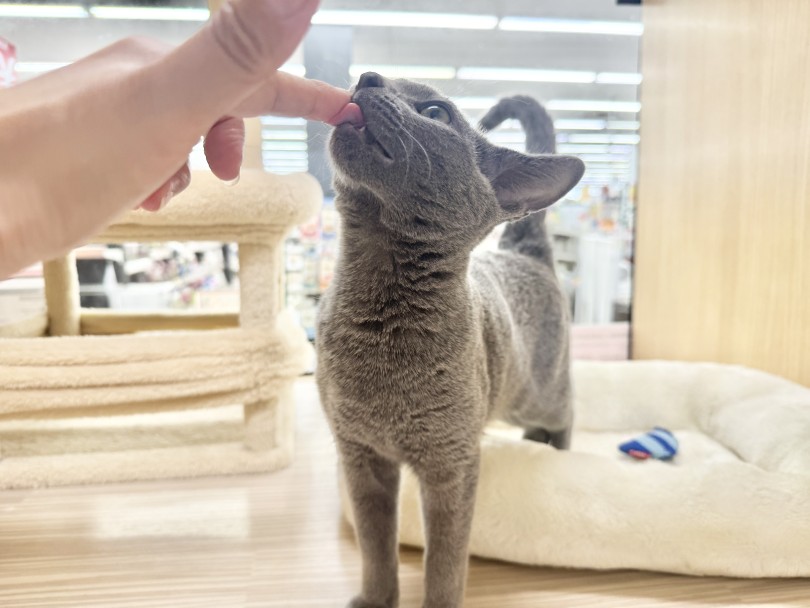 人馴れ・お手入れ馴れもバッチリなイケニャンに成長しました | ロシアンブルー (06-411) - 横浜 大倉山店