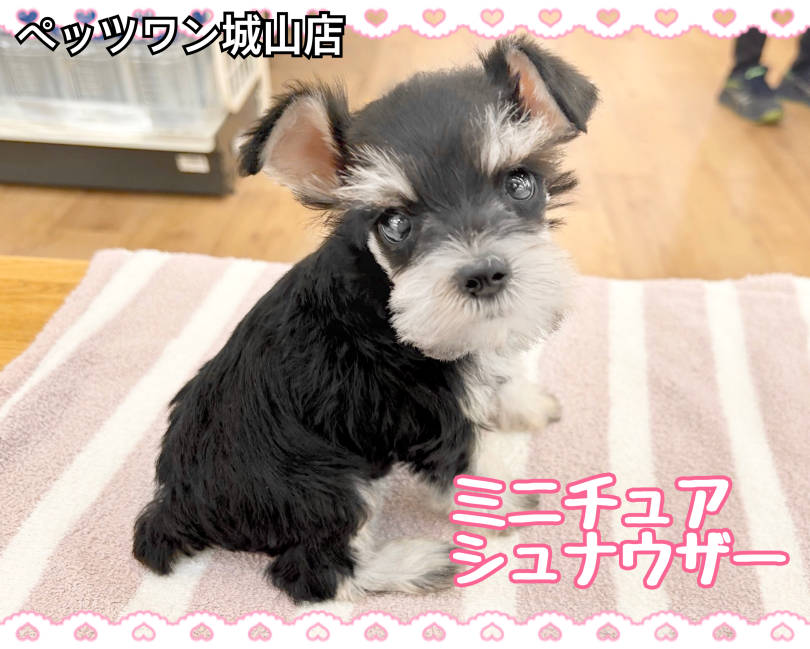 【 ミニチュアシュナウザー 】凛々しくも可愛らしいギャップ萌え可愛い系女の子！