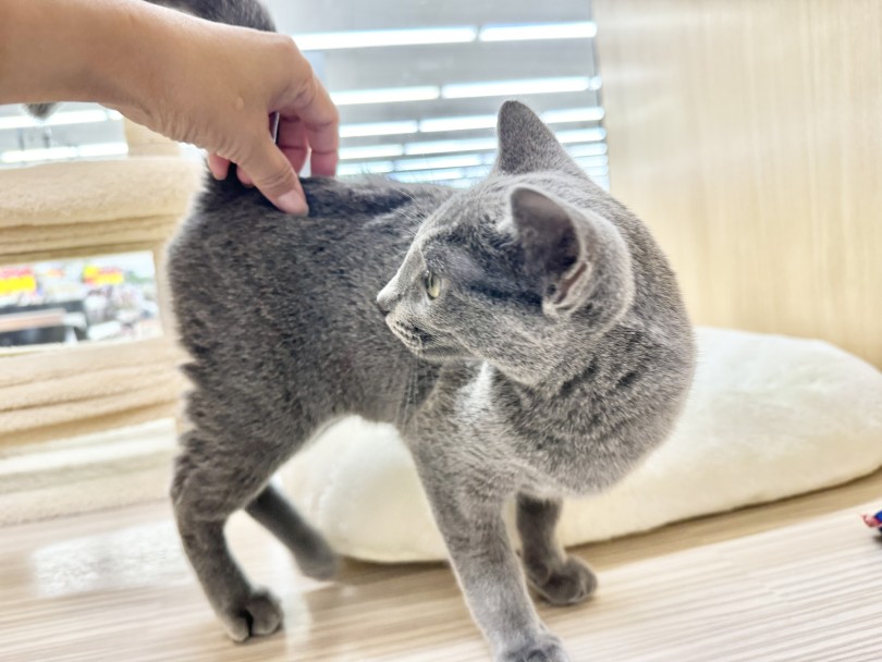 お尻のシッポのところを撫でられるのが大好き | ロシアンブルー (06-411) - 横浜 大倉山店