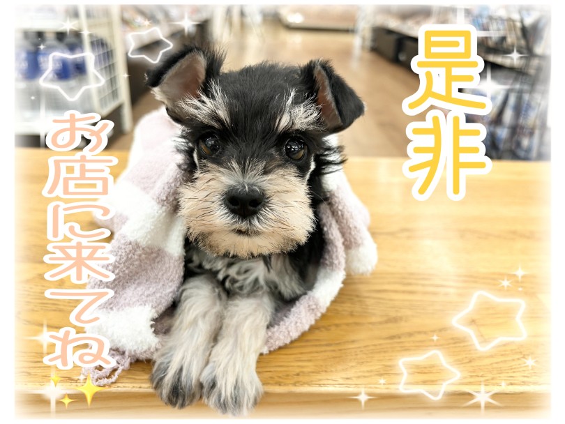 ご来店をお待ちしております！ | ミニチュア・シュナウザー （14-310） - 城山店