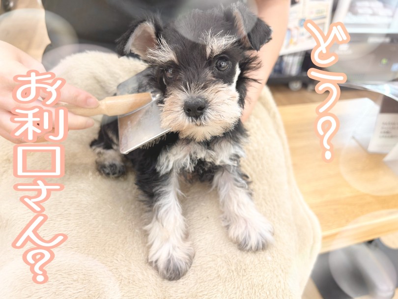 ブラッシング | ミニチュア・シュナウザー （14-310） - 城山店
