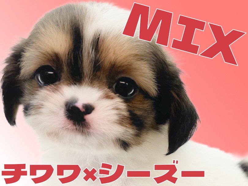 【 チワズー 】超希少！チワワとシーズーの最強MIXの女の子が電撃入店！