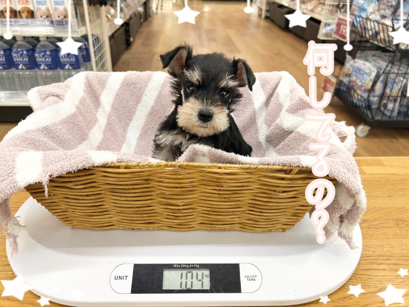 2026年10月6日現在の体重は1.04kg | ミニチュア・シュナウザー （14-310） - 城山店