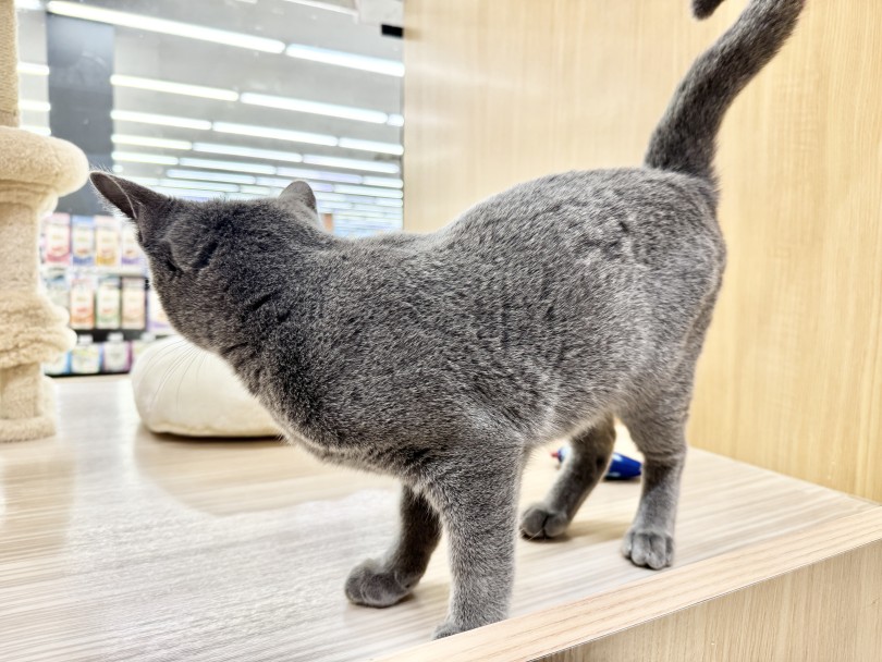 光沢のある滑らかなブルーコート | ロシアンブルー (06-411) - 横浜 大倉山店