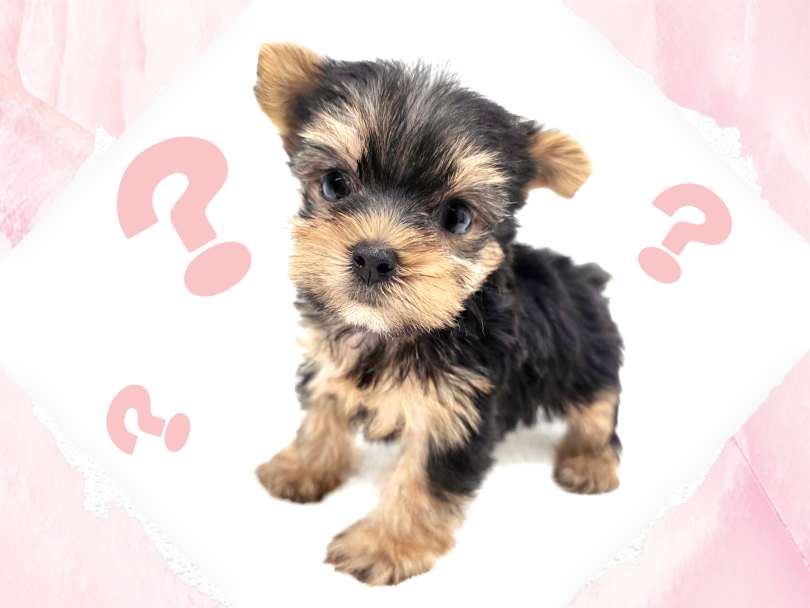 実は活発で勇敢な犬種 | ヨークシャーテリア （17-361） - 高井戸店