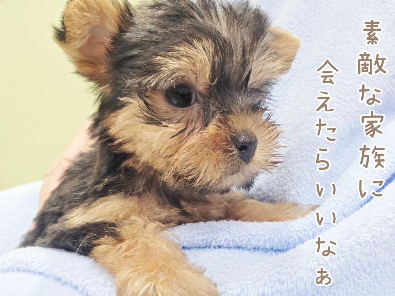 お店でヨーキーちゃんをお膝に乗せながらお話しましょう♪ | ヨークシャーテリア （17-361） - 高井戸店